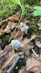 Helvella crispa