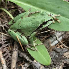 Hyla wrightorum