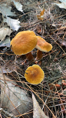 Gyroporus castaneus