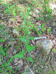 Symphyotrichum anomalum