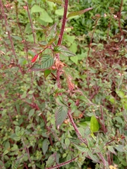 Lopezia racemosa