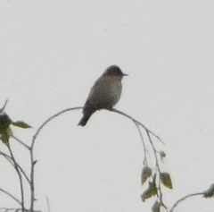 Muscicapa striata