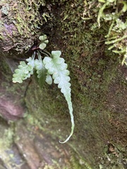 Asplenium pinnatifidum