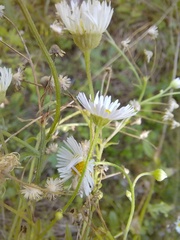 Erigeron