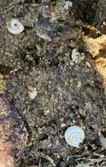 Planorbella trivolvis