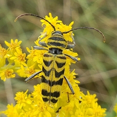 Megacyllene decora