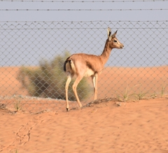 Gazella arabica