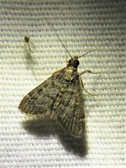 Steniodes declivalis