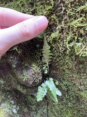 Asplenium pinnatifidum