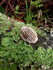 Hexagonia tenuis