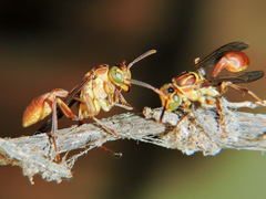 Mischocyttarus angulatus