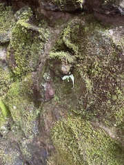 Asplenium pinnatifidum