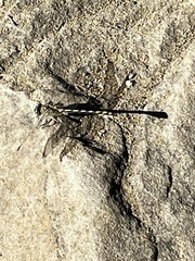 Ophiogomphus severus