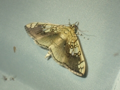 Pantographa limata