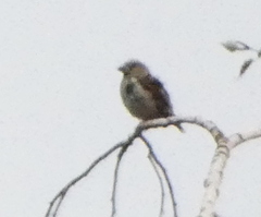 Coccothraustes coccothraustes