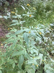 Bidens vulgata