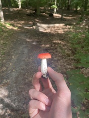Russula rosacea