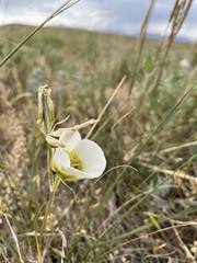 Calochortus gunnisonii