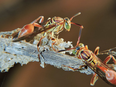 Mischocyttarus angulatus