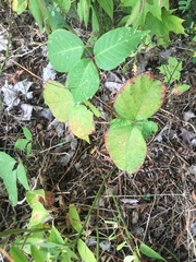 Toxicodendron rydbergii