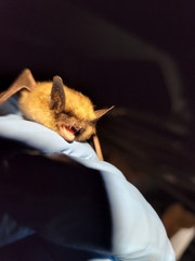 Myotis leibii