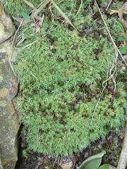 Leucobryum
