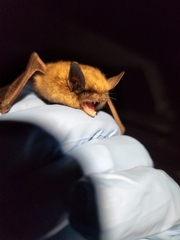 Myotis leibii