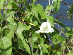 Ipomoea alba