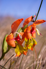 Gladiolus alatus