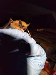 Myotis leibii