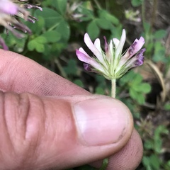 Trifolium pinetorum