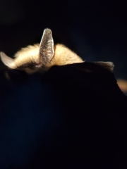 Myotis leibii