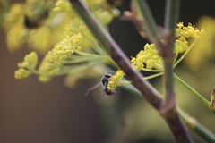 Ancistrocerus haematodes