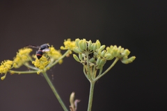 Ancistrocerus haematodes