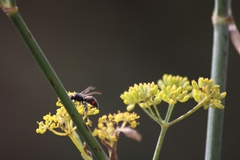 Ancistrocerus haematodes