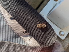 Dolichovespula maculata