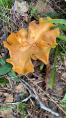 Cantharellus lateritius