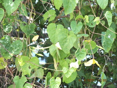 Ipomoea alba
