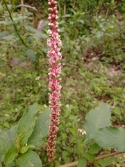 Phytolacca icosandra