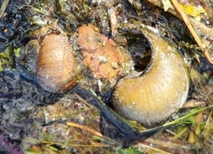 Cipangopaludina chinensis