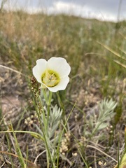 Calochortus gunnisonii