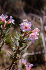 Lobostemon fruticosus