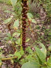 Phytolacca icosandra
