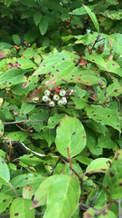 Persicaria chinensis