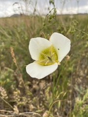 Calochortus gunnisonii