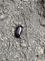 Phyllophaga