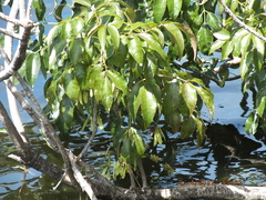 Fraxinus caroliniana