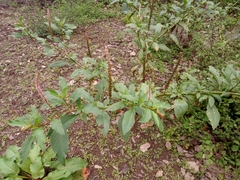 Phytolacca icosandra