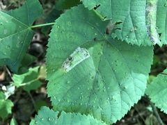 Phyllonorycter lucetiella