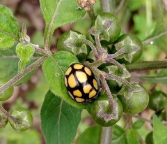 Epilachna mexicana